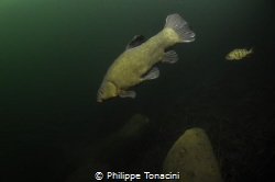 etang du duzillet tanche en hiver by Philippe Tonacini 